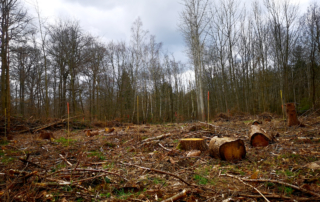 Baumpflanzaktion 2020 mit der Schutzgemeinschaft Deutscher Wald und Team RHEIN-AHR-MARSCH