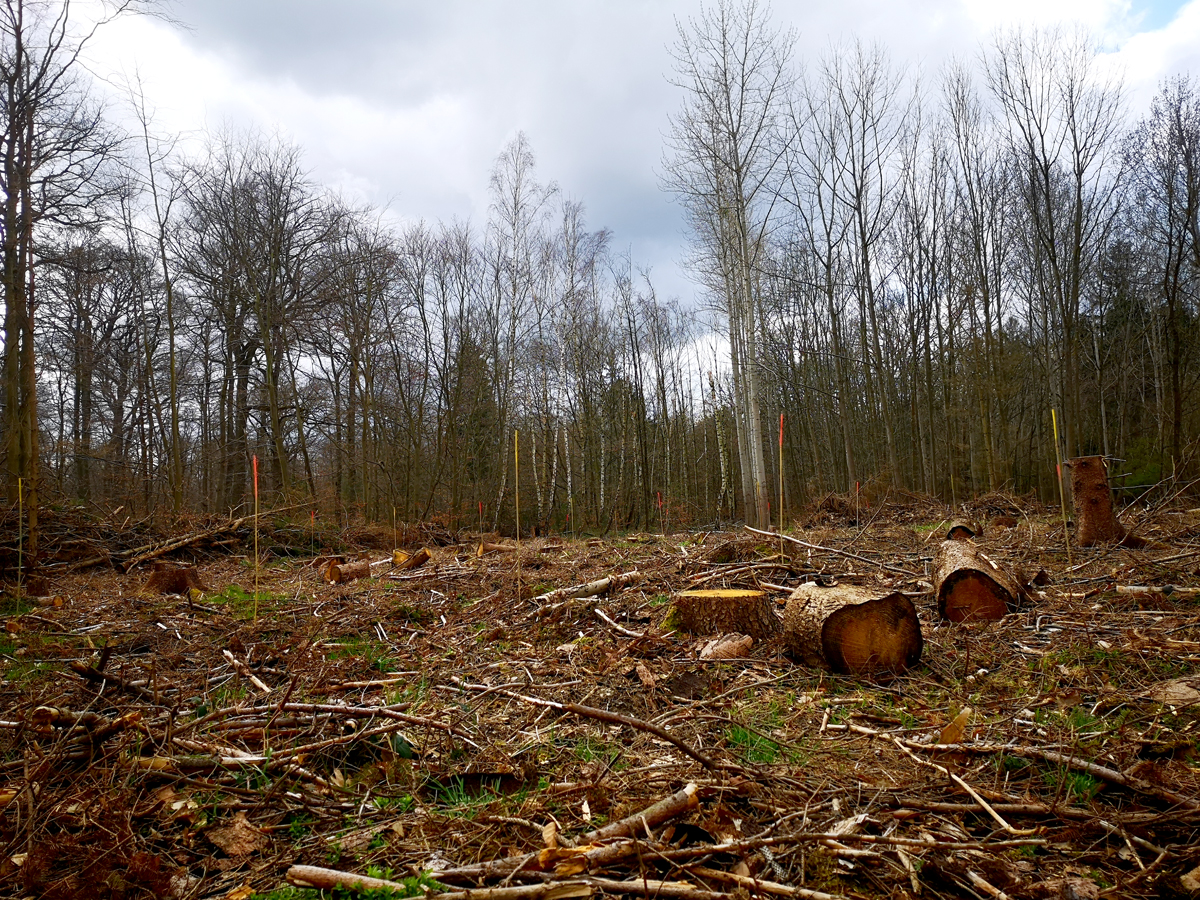 Baumpflanzaktion 2020 mit der Schutzgemeinschaft Deutscher Wald und Team RHEIN-AHR-MARSCH